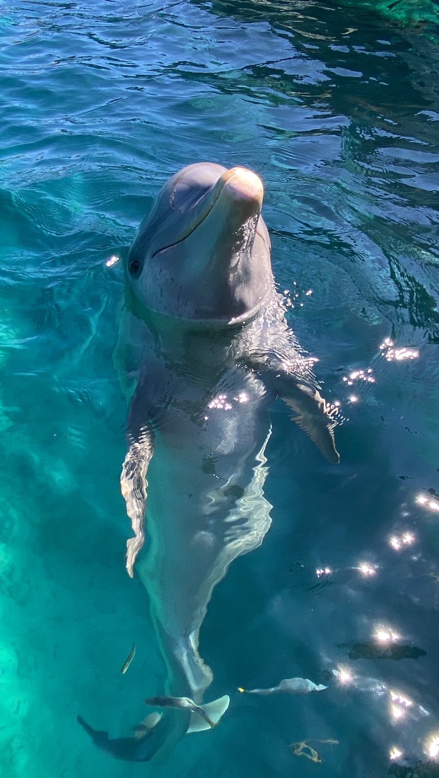 dolphin discovery cozumel