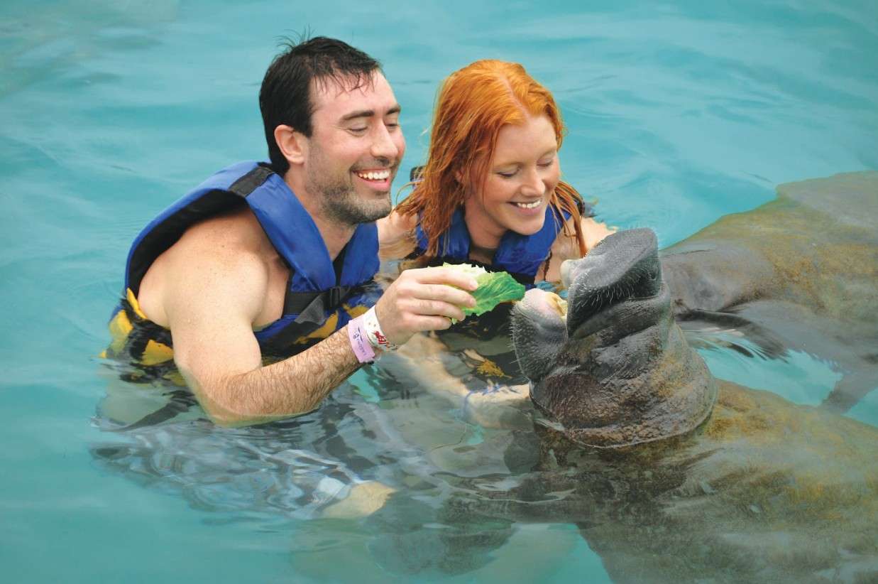 encuentro con manatíes en cancun y riviera maya